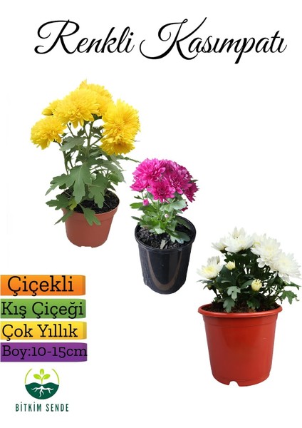 Karışık Renkli Chrysanthemum 3 Adet Mini Kasımpatı, Renkli ve Zarif Saksı Bitkisi