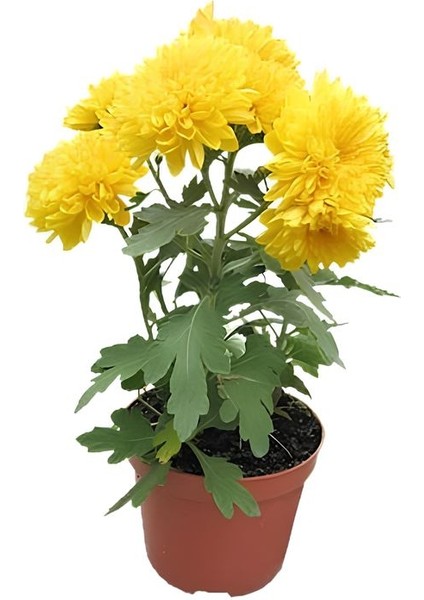 Karışık Renkli Chrysanthemum 3 Adet Mini Kasımpatı, Renkli ve Zarif Saksı Bitkisi fiyatları