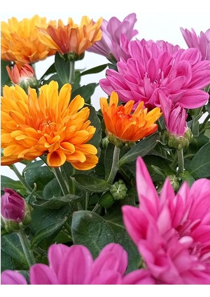 Karışık Renkli Chrysanthemum 3 Adet Mini Kasımpatı, Renkli ve Zarif Saksı Bitkisi indirimleri
