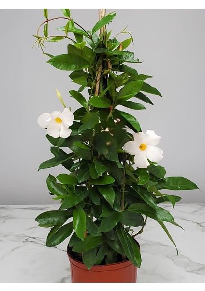 Beyaz Mandevilla 30–60 cm – Saksıda Şık Görünümlü Sarmaşık Çiçek fiyatları