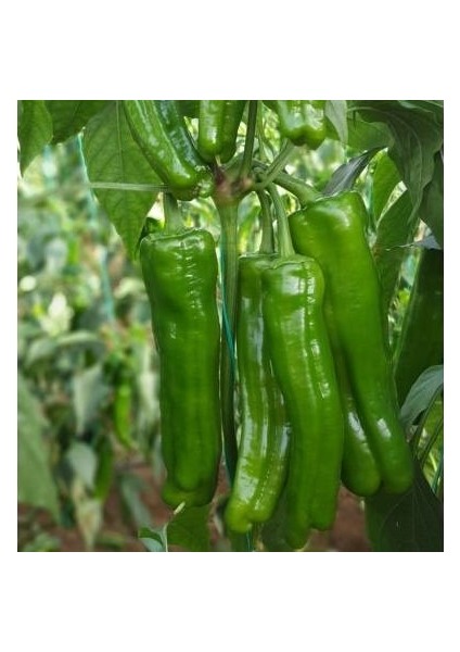 Köy Biberi Ekim Seti Tohum Toprak Saksı Bitki Besini fiyatları