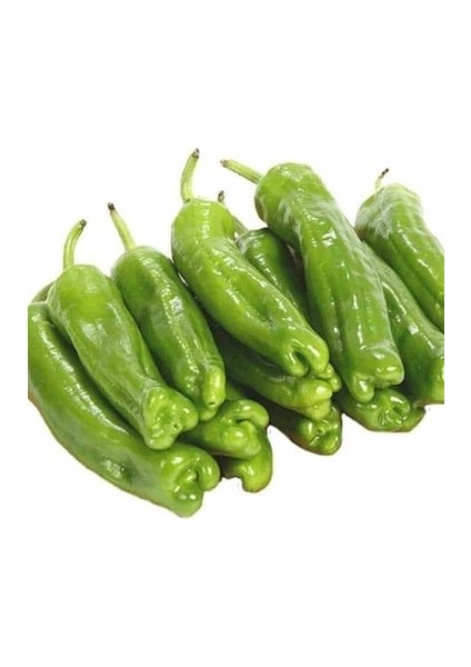 Köy Biberi Ekim Seti Tohum Toprak Saksı Bitki Besini modelleri