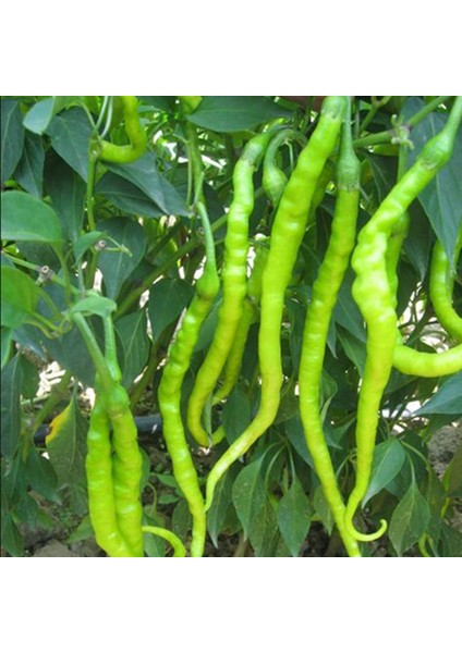 Tatlı Kıl Biber Ekim Seti Tohum Toprak Saksı Bitki Besini modelleri