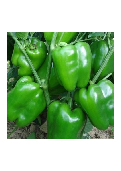 Dolmalık Biber Ekim Seti Tohum Toprak Saksı Bitki Besini fiyatları