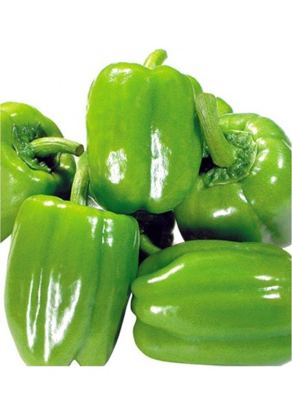 Dolmalık Biber Ekim Seti Tohum Toprak Saksı Bitki Besini modelleri