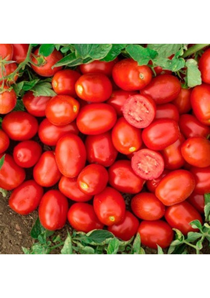 Salçalık Domates Ekim Seti Tohum Toprak Saksı Bitki Besini fiyatları