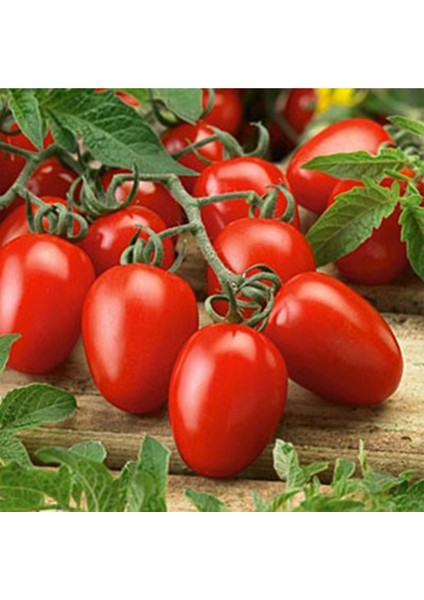 Salçalık Domates Ekim Seti Tohum Toprak Saksı Bitki Besini modelleri