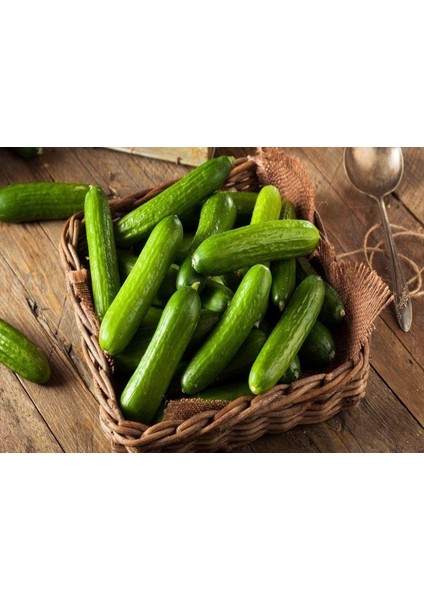 Çengelköy Salatalık Ekim Seti Tohum Toprak Saksı Bitki Besini modelleri