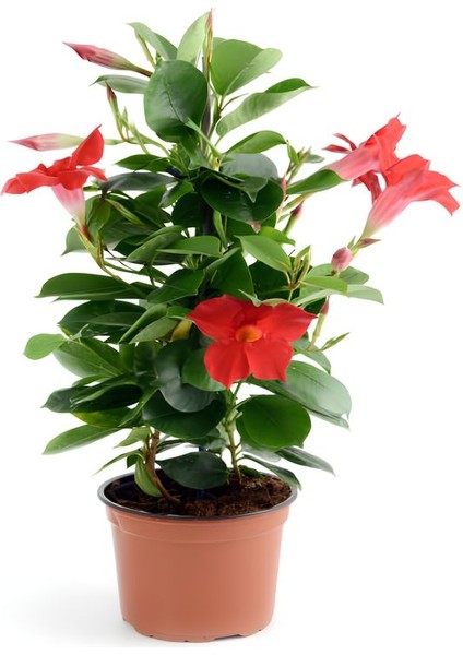 Kırmızı Mandevilla Sarmaşık Bitkisi 30–60 cm Saksıda Gösterişli Çiçekli Tırmanıcı fiyatları