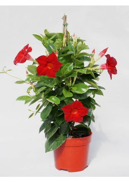 Kırmızı Çiçekli Mandevilla Sarmaşık Saksıda 30–60 Cm, Bol Çiçekli Dayanıklı Tür modelleri