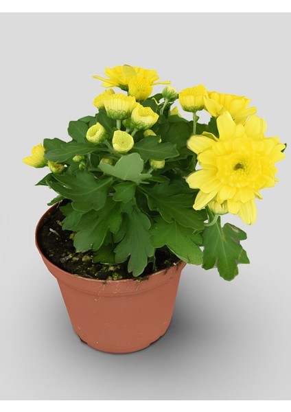 Sarı Çiçekli Mini Kasımpatı 10–15 cm – Bahçe ve Balkon Dekorasyonu Için fiyatları