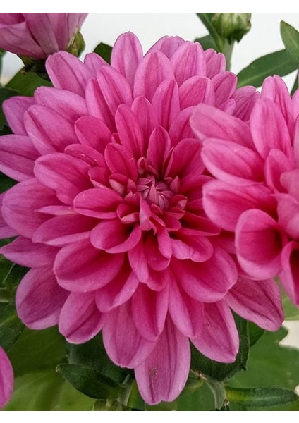 Pembe Mini Kasımpatı 10–15 cm Canlı Çiçekli, Kompakt Saksı Bitkisi