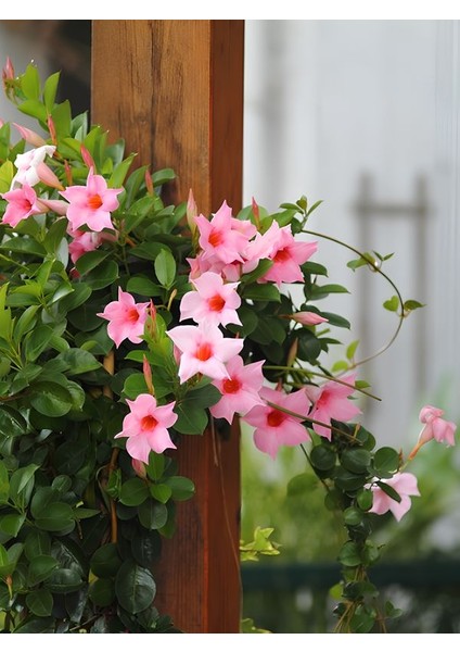 Saksılı Pembe Mandevilla 30–60 cm Tırmanıcı, Bol Çiçekli Dekoratif Bitki fiyatları
