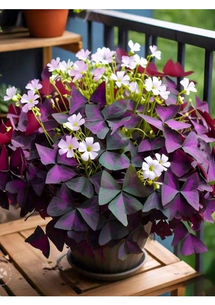 Uyku Çiçeği Mor Renkli 20–30 cm Süs Yoncası Türü, Gösterişli Yapraklı Bitki