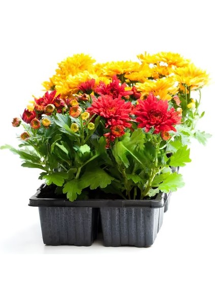Sarı-Kırmızı 2 Adet Mini Kasımpatı Çiçeği 10-15CM Saksılı Chrysanthemum