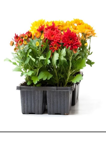 Sarı-Kırmızı 2 Adet Mini Kasımpatı Çiçeği 10-15CM Saksılı Chrysanthemum fiyatları