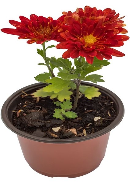 Sarı-Kırmızı 2 Adet Mini Kasımpatı Çiçeği 10-15CM Saksılı Chrysanthemum modelleri