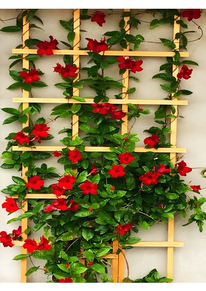 Kırmızı Mandevilla 30–60 cm Bahçe ve Balkon Için Çiçekli Tırmanıcı Bitki