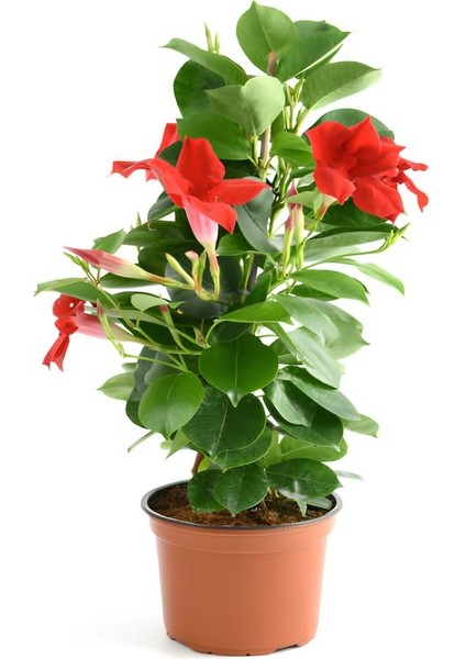 Kırmızı Mandevilla 30–60 cm Bahçe ve Balkon Için Çiçekli Tırmanıcı Bitki modelleri