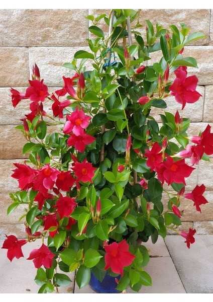 Kırmızı Mandevilla 30–60 cm Bahçe ve Balkon Için Çiçekli Tırmanıcı Bitki fırsatları