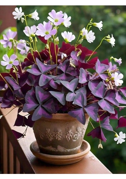 Mor Uyku Çiçeği (Süs Yoncası) 20–30 cm Zarif Görünümlü Dekoratif Bitki