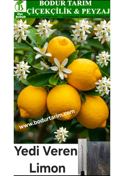 2 Yaşında Yarı Bodur Aşılı Tüplü Topraklı Mayer 7 Veren Limon Meyve Fidanı