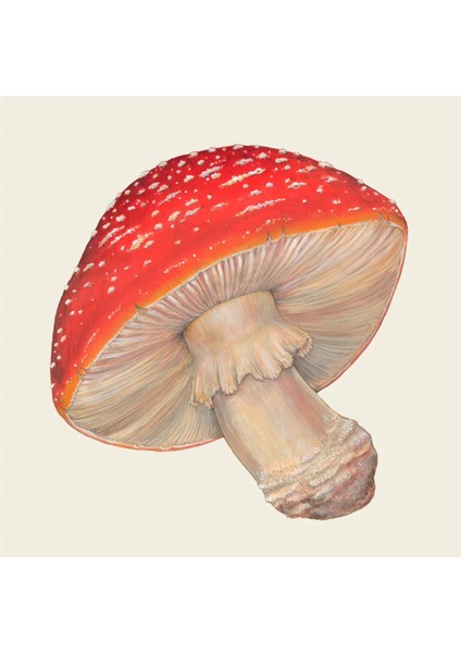 Mushroom Cocktail Napkins Pack Of 20