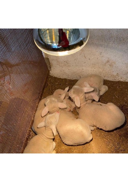 5 Adet 250 Watt Şeffaf Cam Infrared Isıtıcı Ampul Lamba 1 Adet Porselen Duy Hediye modelleri