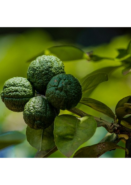 3 Yaş Keffir Lime-Tatlı Lime Fidanı