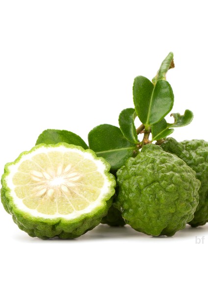 3 Yaş Keffir Lime-Tatlı Lime Fidanı fiyatları