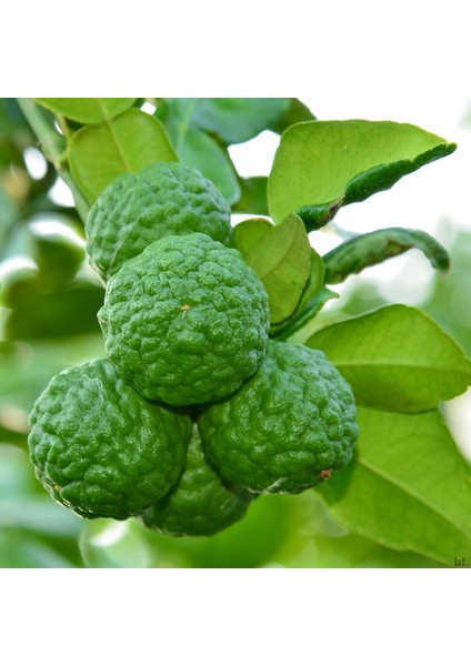3 Yaş Keffir Lime-Tatlı Lime Fidanı modelleri