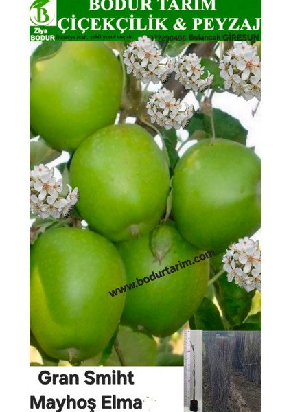 Bulancak 2 Yaşında Yarı Bodur Aşılı Tüplü Topraklı Mayhoş Granny Smith Yeşil Elma Meyve Fidanı