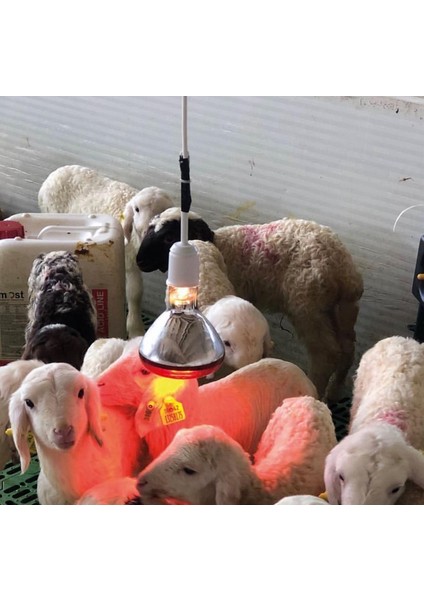 3 Adet 250 Watt Kırmızı Cam Infrared Isıtıcı Ampul Lamba 1 Adet Porselen Duy Hediye modelleri