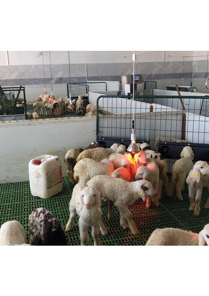 4 Adet 250 Watt Kırmızı Cam Infrared Isıtıcı Ampul Lamba 1 Adet Porselen Duy Hediye fiyatları