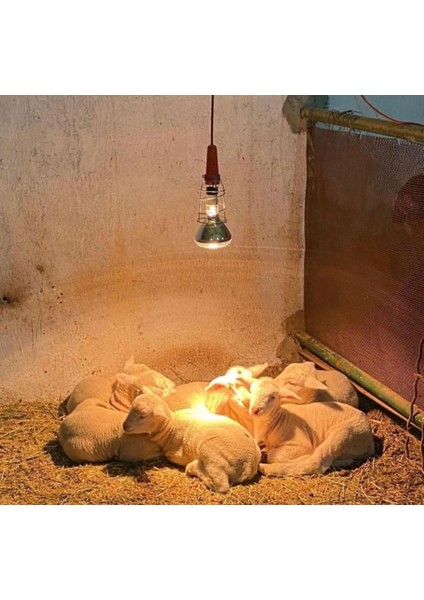 4 Adet 375 Watt Şeffaf Cam Infrared Isıtıcı Ampul Lamba 1 Adet Porselen Duy Hediye fiyatları