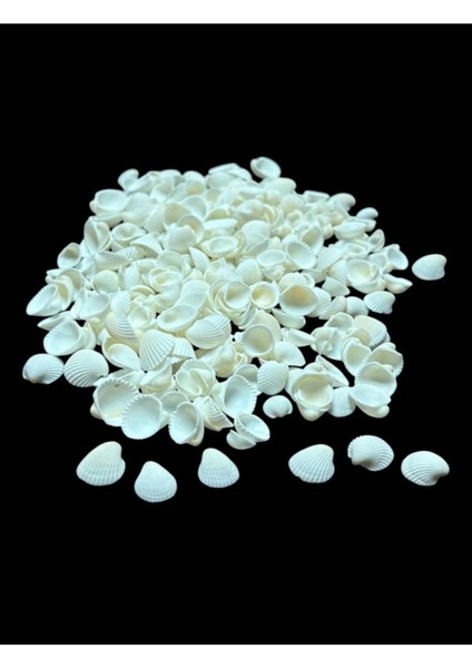 Deniz Kabukları 100 gr No-3-Clamrose