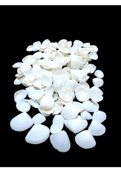 Deniz Kabukları 100 gr No-15-Caycay