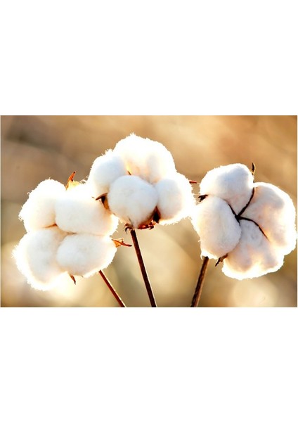 Unisex Patik Çorap 9'lu Terletmez Extra Rahat Kadın & Erkek Günlük Kullanımı Için Ideal indirimleri