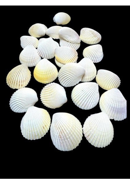 Deniz Kabukları 100 gr No-13-Arcarca
