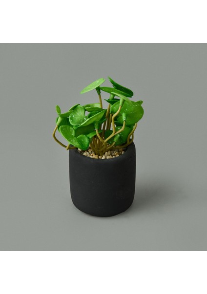Mini Pot Soft Yaprak Saksılı Çiçek - Asorti - 8X6X6 cm modelleri