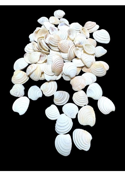 Deniz Kabukları 100 gr No-18-Clamrose2