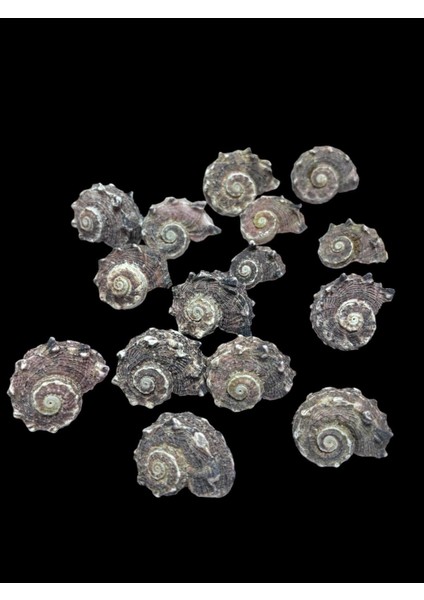 Deniz Kabukları 100 gr No-12-Angariadelpenola