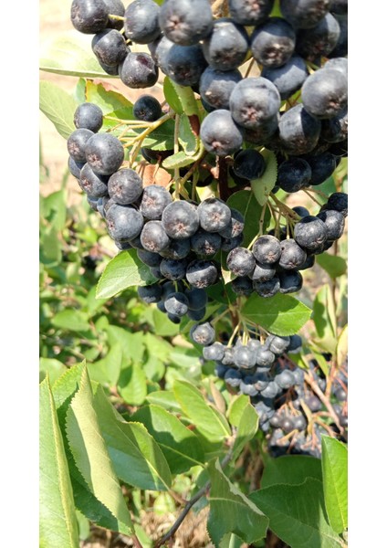 Taze Aronya 1 kg fiyatları