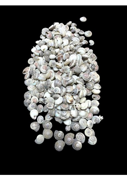 Deniz Kabukları 100 gr No-8-Umbinium