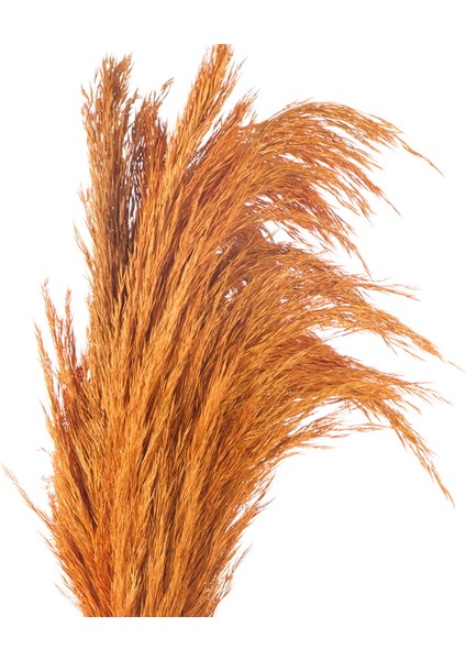 Deco Pampas Yapay Çiçek - Turuncu - 90X20 cm modelleri