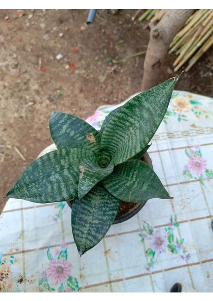 Saksılı Bodur Kılıç Çiçeği Paşa Kılıcı Fidanı 10-20 cm fiyatları