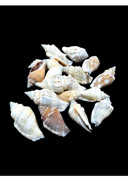 Deniz Kabukları 100 gr No-4-Mitrasanguisuga