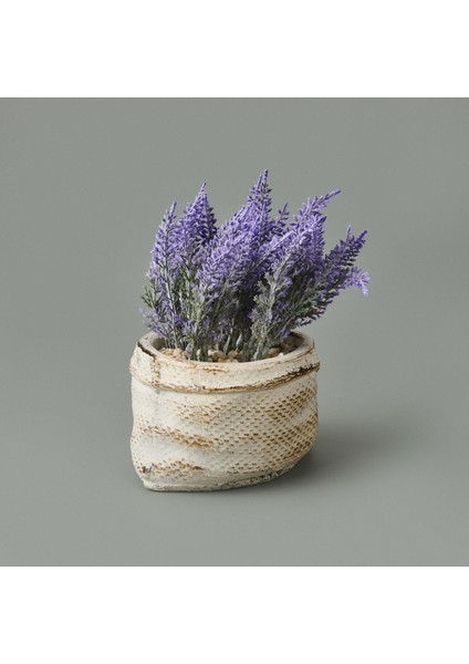 Çuval Saksıda Kır Lavantası - Asorti - 13X9X9 cm modelleri
