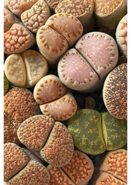 Lithops Ssp fiyatları