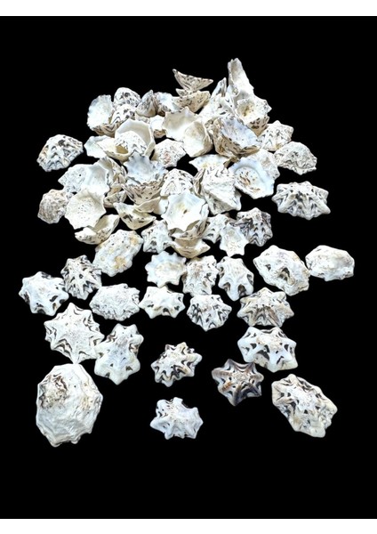 Deniz Kabukları 100 gr No-9-Starlimpet